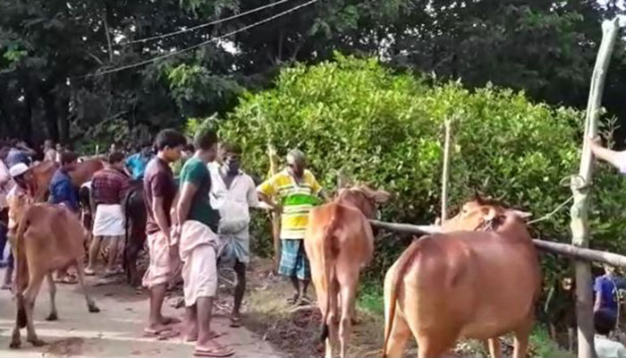 চট্টগ্রামে গরু আছে ক্রেতা নেই