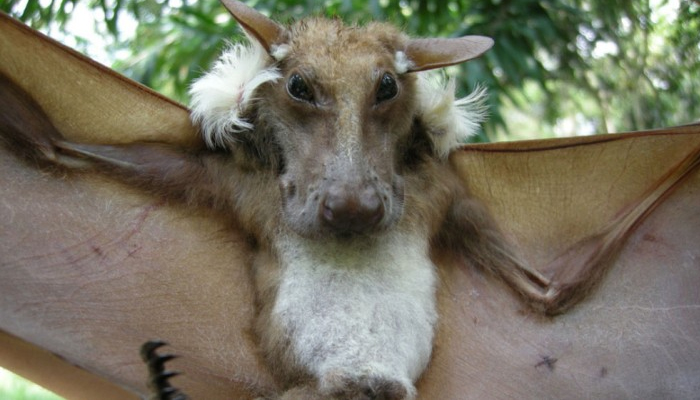 আসলে এটা কী? কুকুর নাকি বাদুড়!