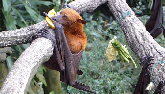 আসলে এটা কী? কুকুর নাকি বাদুড়!