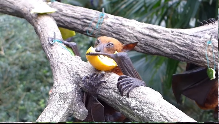 আসলে এটা কী? কুকুর নাকি বাদুড়!