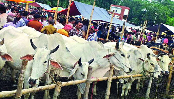 ভিড় বাড়ছে পশুরহাটে, স্বাস্থ্যবিধির বালাই নেই