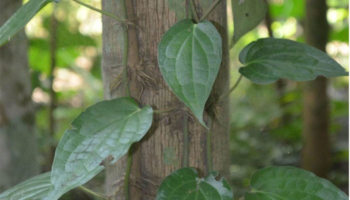 জনপ্রিয়তা বাড়ছে চুইঝালের