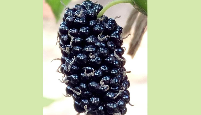 ডুমুরিয়ায় তুঁত ফল সম্ভব