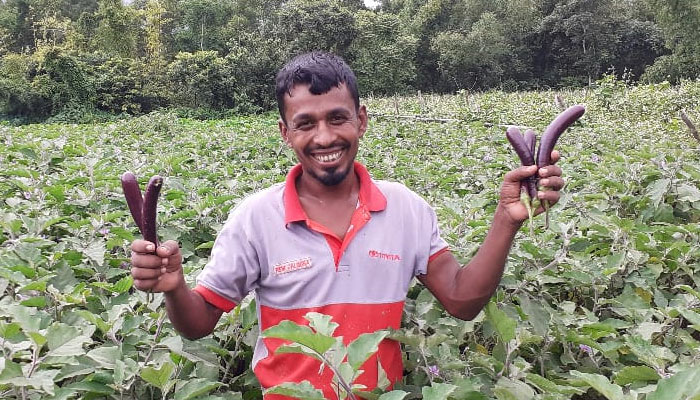 পাপলকিং জাতের বেগুন চাষে লাভবান কৃষক শিপন