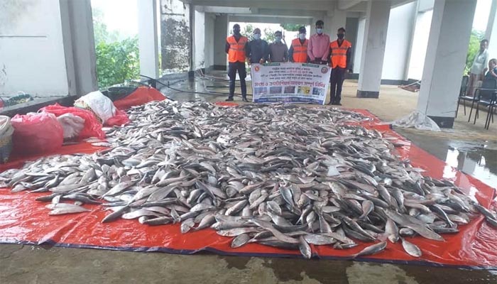 আনোয়ারায় নিষিদ্ধ সময়ে দেড়টন ইলিশ জব্দ
