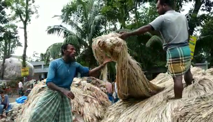 রৌমারীতে পাট বেচে শ্রমের দামই উঠছে না