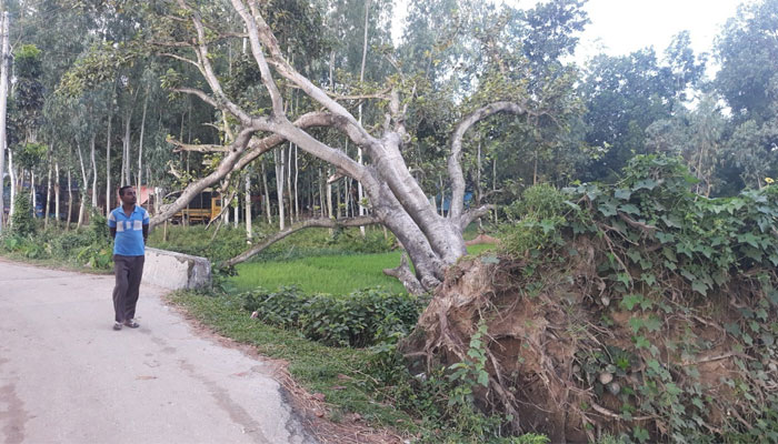 ১৫ মাসেও নিলাম হয়নি বটগাছটির