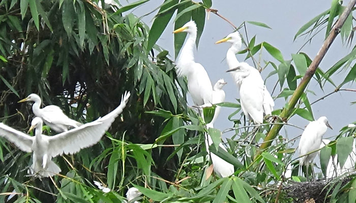 কালাইয়ের মোল্লাপাড়া পাখির অভয়ারণ্য