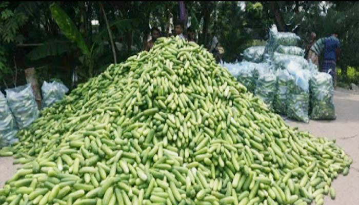 করোনাতেও ডুমুরিয়ার শসাচাষীদের মুখে হাসি