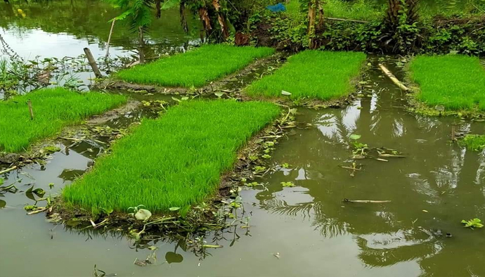 বন্যা কবলিত এলাকায় সাড়া ফেলেছে ভাসমান বীজতলা
