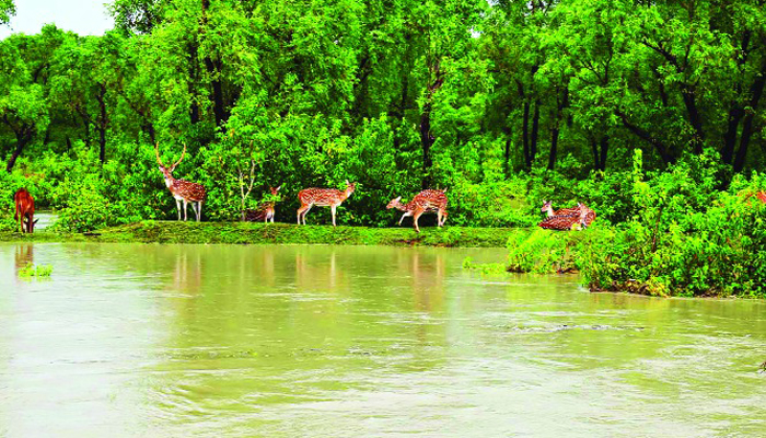 অস্বাভাবিক জোয়ারে নিঝুমদ্বীপের লোকালয়ে হরিণ
