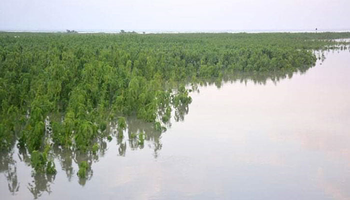 বিপদসীমার উপরে যমুনা-বাঙালি, ডুবছে ফসল
