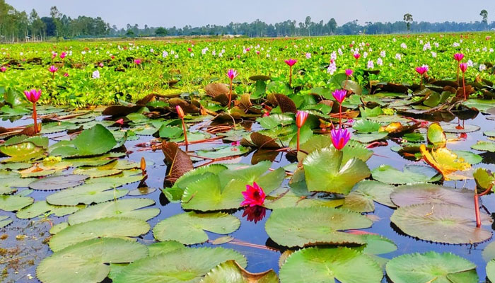 পাটা ধোয়া শাপলা বিল প্রকৃতির বুকে নকশি কাঁথা
