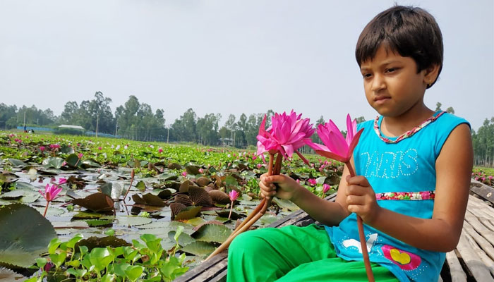 পাটা ধোয়া শাপলা বিল প্রকৃতির বুকে নকশি কাঁথা