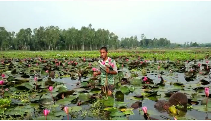 পাটা ধোয়া শাপলা বিল প্রকৃতির বুকে নকশি কাঁথা
