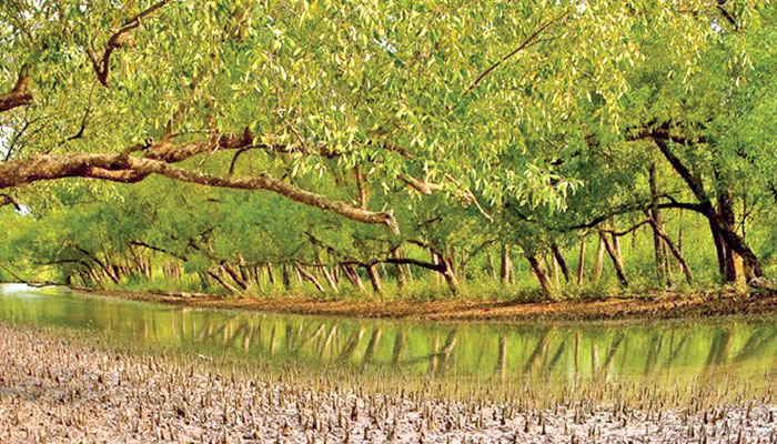 দুই মাস পর সুন্দরবনে মাছ ও কাঁকড়া আহরণের অনুমতি