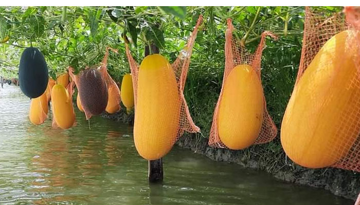 করোনায় হলুদ তরমুজে ধূসর স্বপ্ন রেহানার