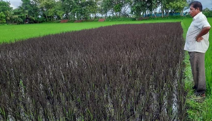 সবুজ মাঠে হঠাৎ বেগুনি ধানে কৌতুহল