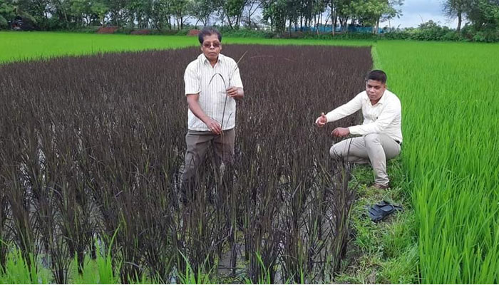 শেখ হাসিনা বঙ্গবন্ধুর আদর্শেরও উত্তরাধিকারী