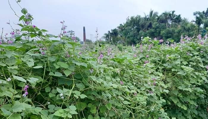 ডুমুরিয়ায় আগাম শিম চাষে স্বাবলম্বী কৃষকরা