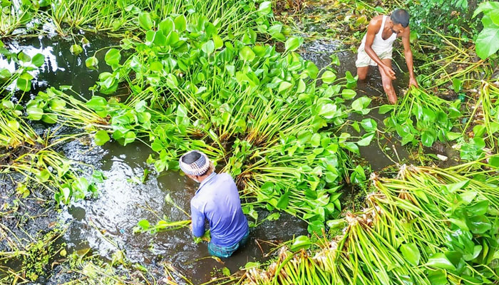 গো-খাদ্যের সংকট: খড় না পেয়ে কচুরিপানা