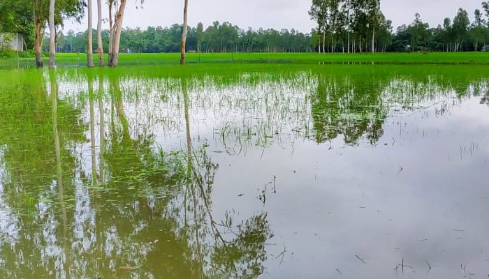 কুড়িগ্রামে রেকর্ড বৃষ্টি, পঞ্চম দফা বন্যার শঙ্কা