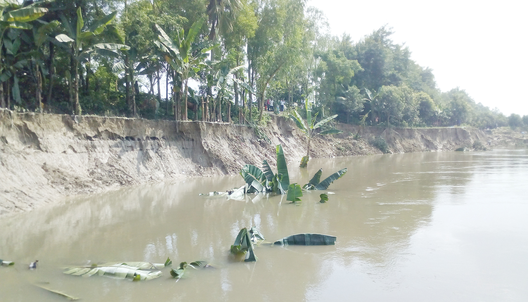 ভাঙনে বসতবাড়ি ও ফসলি জমি বিলীন