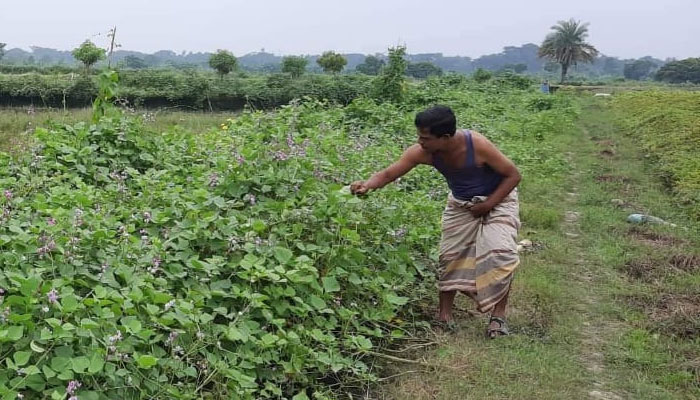 সফল কৃষি উদ্যোক্তা প্রতিবন্ধী মাসুদ রানা