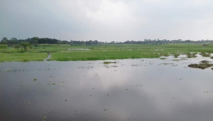 কালভার্ট নির্মাণে ত্রুটি, পানির নিচে ২ হাজার বিঘা ফসল
