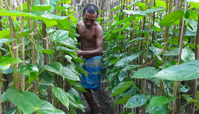 তজুমদ্দিনে পানের বাম্পার ফলন