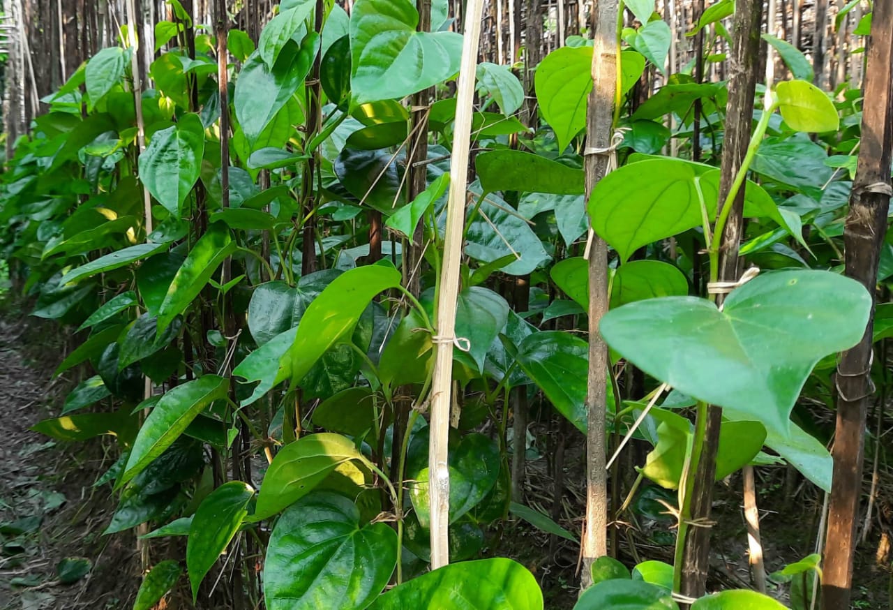 তজুমদ্দিনে পানের বাম্পার ফলন