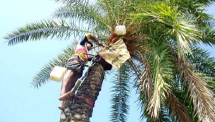 শীতের আগমনে চলছে খেজুর রস সংগ্রহের প্রস্তুতি
