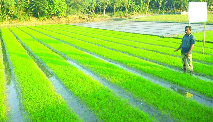 রংপুরে বিএডিসির সার-বীজ সঙ্কট, দুশ্চিন্তায় কৃষকরা