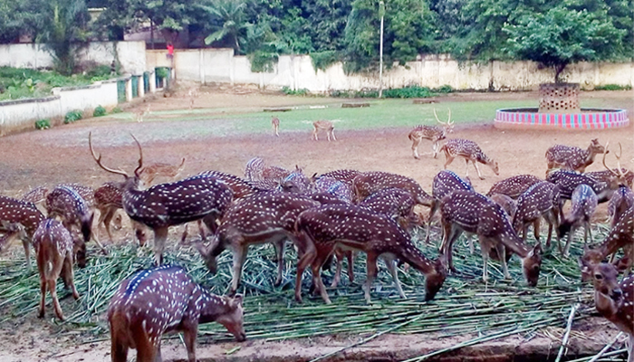 জাতীয় চিড়িয়াখানা খুলছে ১ নভেম্বর
