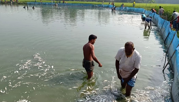 পার্বতীপুরে মাছের সাথে শত্রুতা