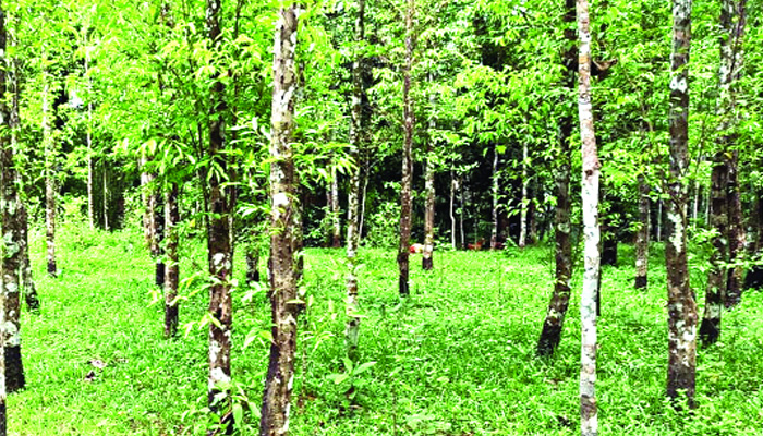 হাজার কোটি টাকার হাতছানি আগর-আতর রপ্তানিতে
