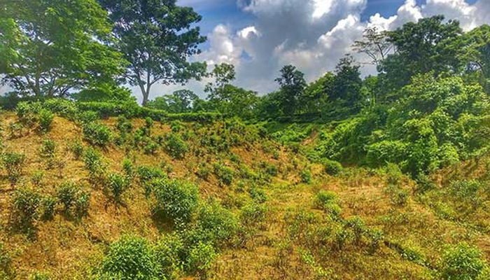 বনবিভাগের বেদখলী জমি উদ্ধারে ক্রাশ প্রোগ্রাম নেবার সুপারিশ