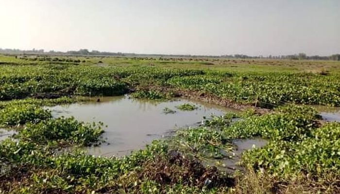 আত্রাইয়ে কচুরিপানায় ফসলি জমি নষ্ট, দিশেহারা কৃষক