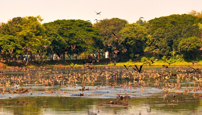 করোনাকালে অতিথি পাখির আগমনে মুখরিত জাবি
