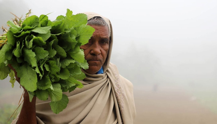শীতের মূলা শাক