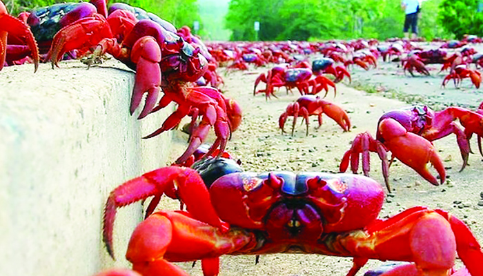 সোনার চরের অদেখা সৌন্দর্য