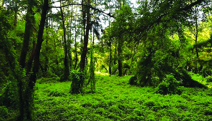 সোনার চরের অদেখা সৌন্দর্য