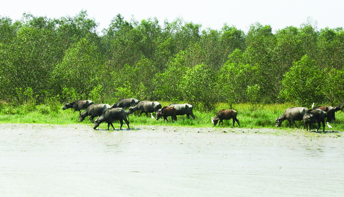 সোনার চরের অদেখা সৌন্দর্য