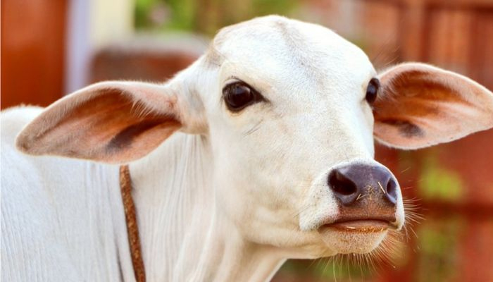 গাভীন গরুর সঙ্গে অমানিবকতা