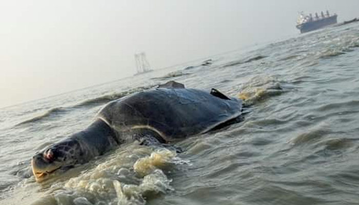 পারকি সৈকতে বিরল প্রজাতির মৃত কচ্ছপ