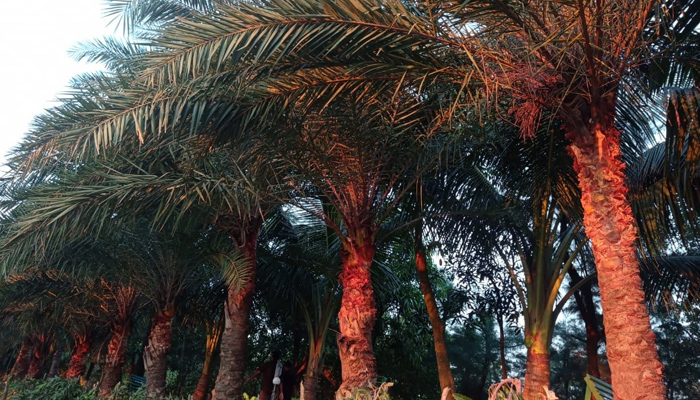 লুসাই পার্কের সৌন্দর্য্য বর্ধণে খেঁজুর গাছ