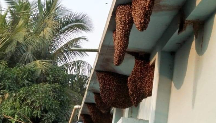 প্রবাসীর বাড়িতে মৌমাছির মেলা