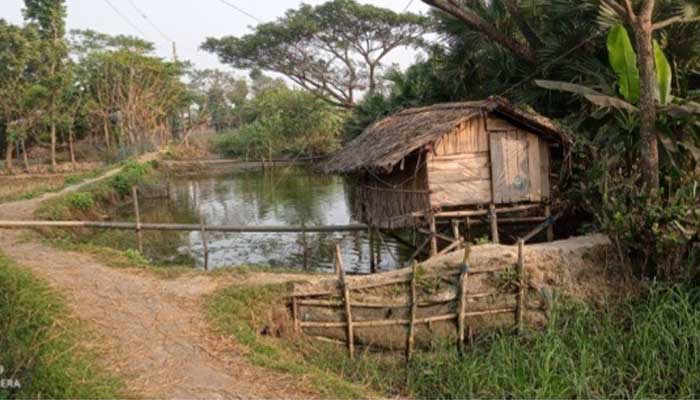জলাবদ্ধতায় মহারাজপুর বিলের ফসলের হানি