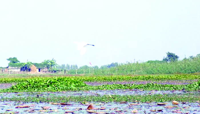 প্রাকৃতিক জলাধারগুলো এ দেশের প্রাণ