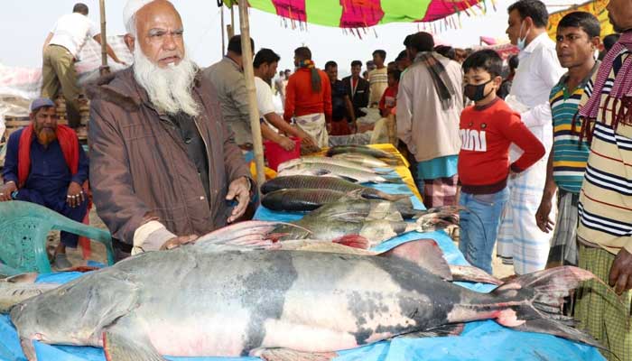 জামাই এলেন শ্বশুরবাড়ি, সঙ্গে ২০ হাজার টাকার আইড় মাছ